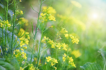 油菜花图片