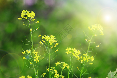 油菜花图片