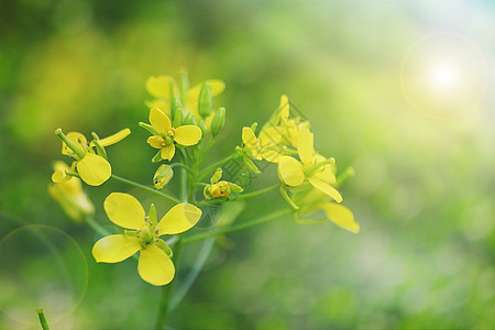 采蜜春天的油菜花设计图片