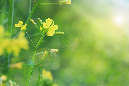 春天油菜花背景图片