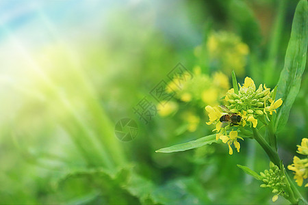 采蜜油菜花田里的蜜蜂设计图片