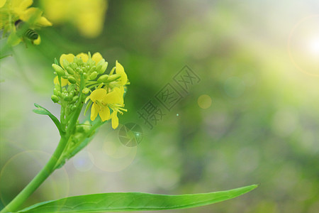 春季油菜花图片