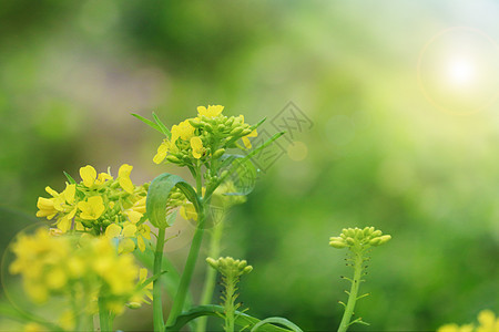 油菜花图片