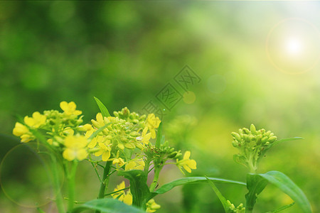 油菜花背景图片