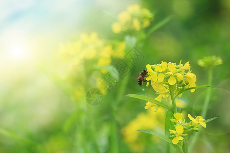 蜜蜂花勤劳的蜜蜂设计图片