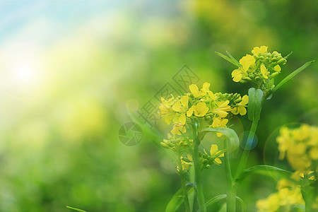 春季油菜花图片