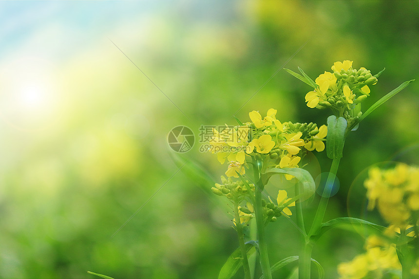 春季油菜花图片