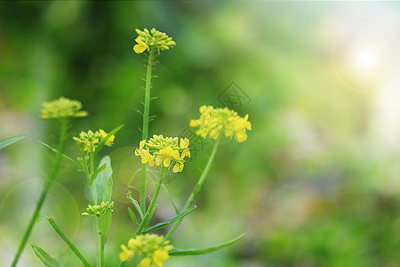 春天里的油菜花图片