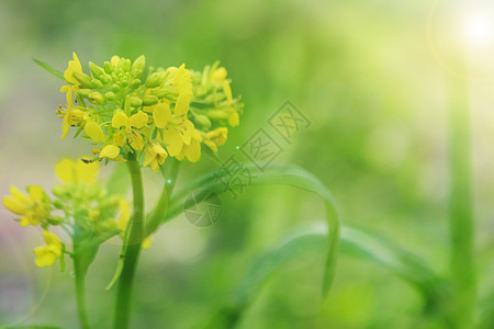 春天的油菜花图片