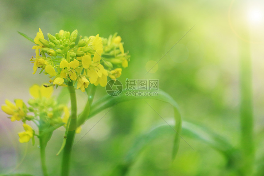 春天的油菜花图片