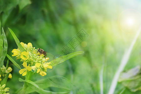 采蜜勤劳的蜜蜂设计图片