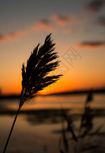 夕阳下的芦苇图片