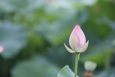 夏日池塘里的荷花背景图片