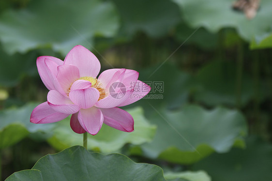 夏日池塘里的荷花图片