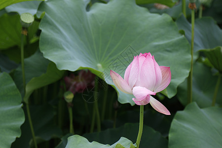 夏日池塘里的荷花图片