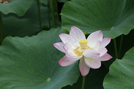 夏日花草蝴蝶夏日池塘里的荷花背景