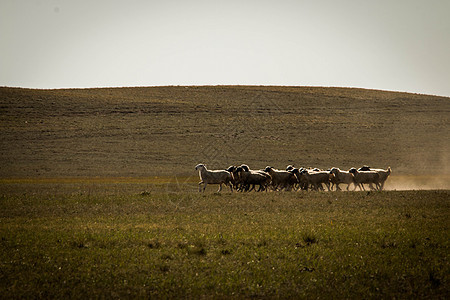 内蒙古草原上的羊群图片
