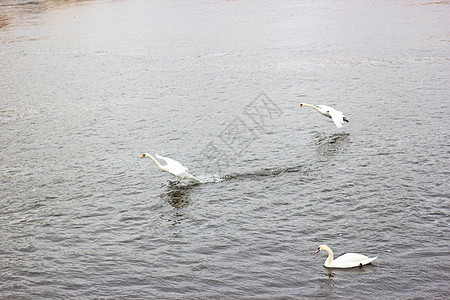 布拉格伏尔塔瓦河上的天鹅图片