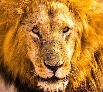 非洲大草原的雄狮图片
