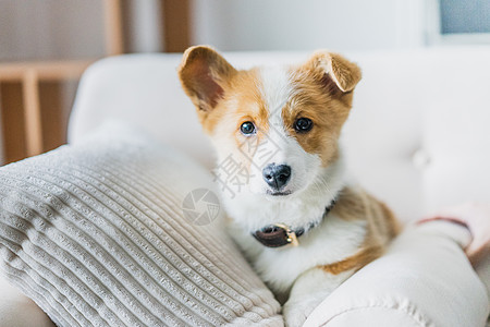 狗狗短腿柯基犬高清图片