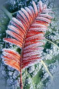 结满霜花的红叶背景图片