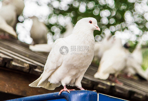 屋檐上的白鸽图片