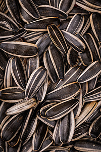 卡通葵花籽 卡通葵花籽图片 卡通葵花籽图片素材大全 摄图网