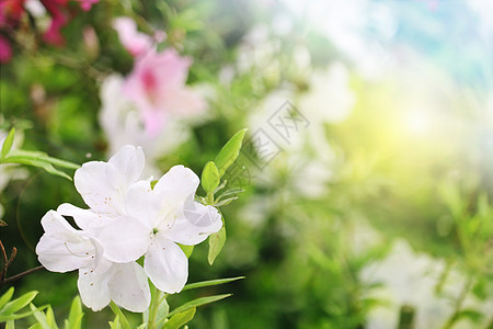 白色杜鹃花粉色和白色的杜鹃花高清图片