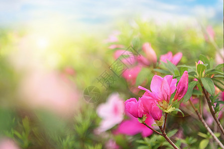 粉色温暖杜鹃花开设计图片