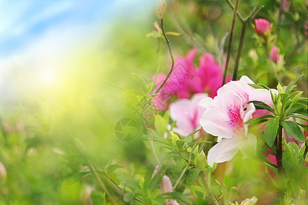 春暖花开粉色和白色的杜鹃花高清图片