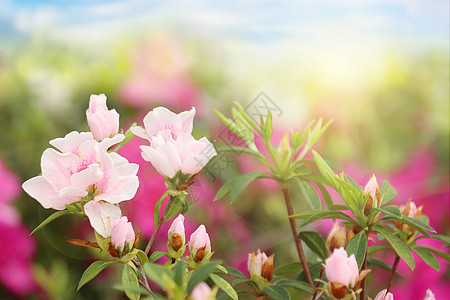 春暖花开粉色和白色的杜鹃花高清图片