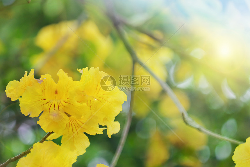 春天花开图片素材 正版创意图片 摄图网