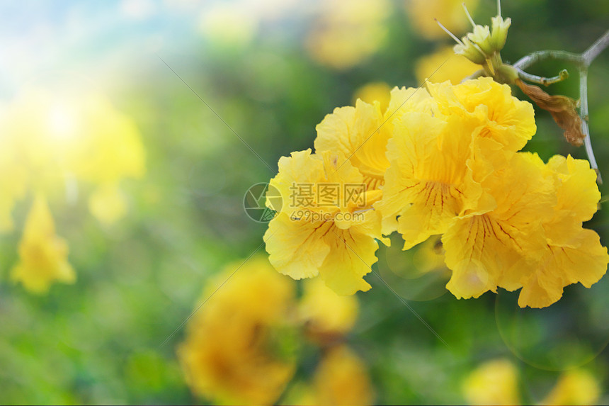 盛开的黄花风铃木图片