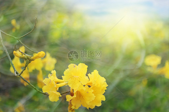 黄花风铃木背景图片