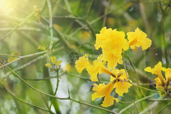 春天的花朵图片