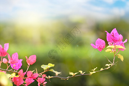 杜鹃春季花朵背景设计图片