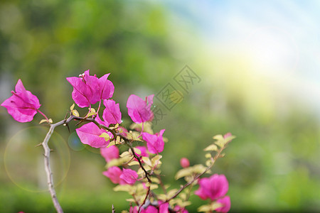 角花春季花朵设计图片