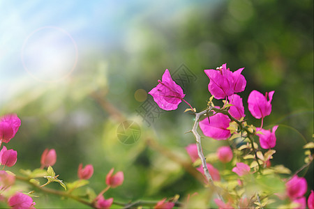 角花春天花朵背景设计图片