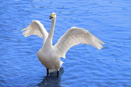 威海天鹅湖的天鹅图片