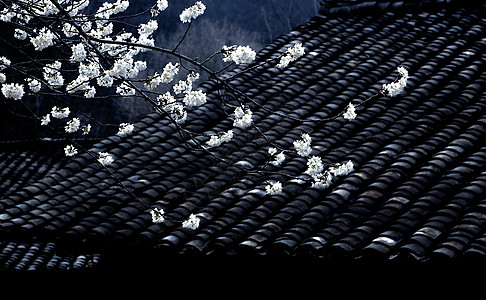 一枝樱花春带雨背景图片