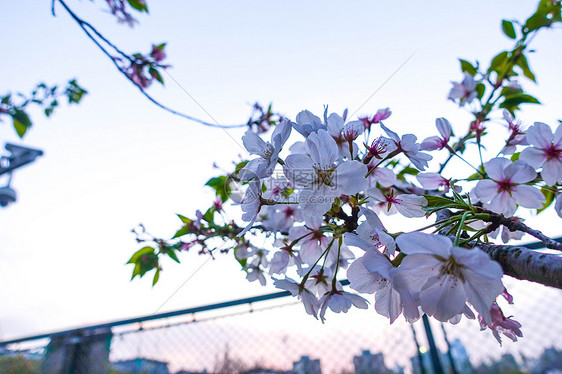 春季开放的樱花图片