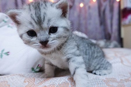 幼猫背景图片 幼猫背景素材 幼猫底图 摄图网