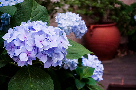 春季里开放的紫色绣球花背景图片