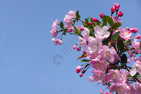 春季开放的粉色垂丝海棠高清图片