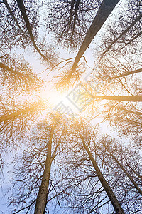 清晨户外阳光穿过树林图片