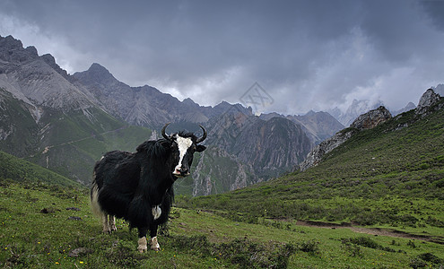 站在山顶虎视眈眈的牦牛背景图片