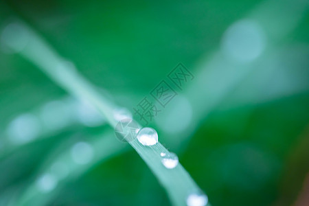 下雨后的露珠背景图片