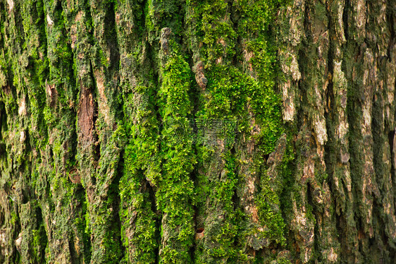 树上长的青苔素材背景图片