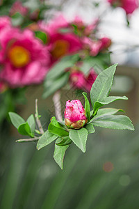 粉玫瑰背景春天的杜鹃花背景