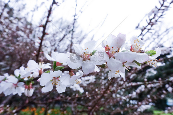春天绽放的樱花图片